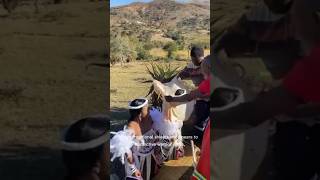 Download lagu ズールー族の伝統の美しさ 🇿🇦 | アフリカ文化 #Shorts #zulu mp3