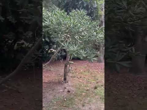 Video de YouTube - Casa en Venta de 2 dormitorios con Jardín y Garage en El Pinar, Canelones