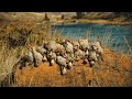 Idaho Cast And Blast Chukar Hunt