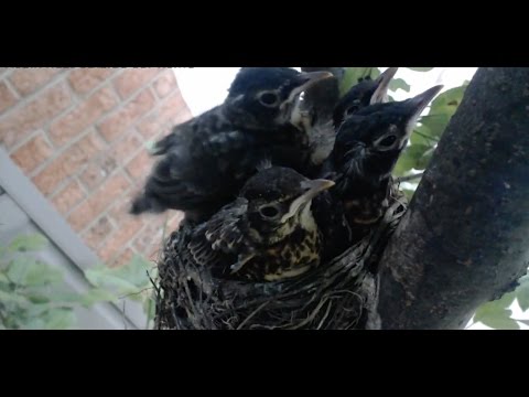 Robin Babies - Day 12