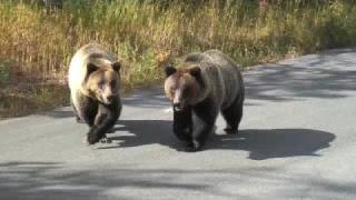 Young Grizzlies On The Road