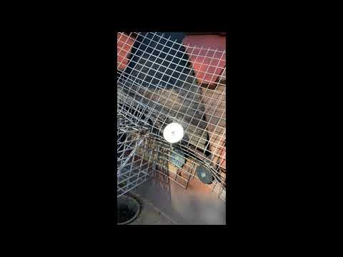 Squirrels Find the Valley in Sayerville, NJ