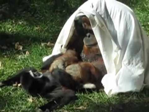 Orangutan Examines Gibbon