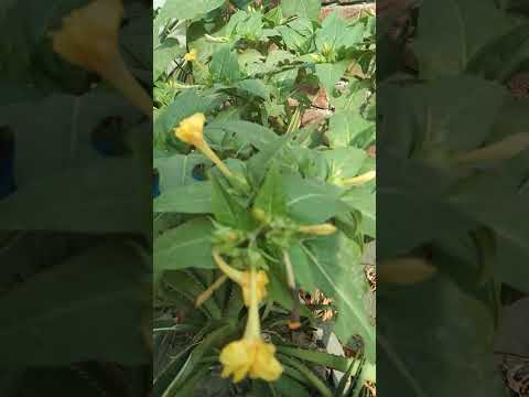 wow ! what's beautiful flower#evergreenplant #shorts