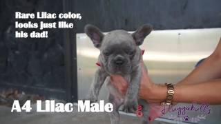 Video preview image #1 English Bulldog Puppy For Sale in TAMPA, FL, USA