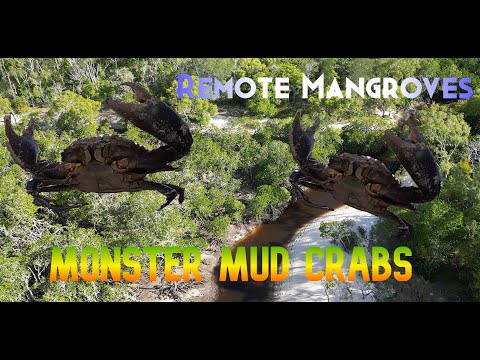 Insane Mud Crabbing Madness! Remote Mangroves