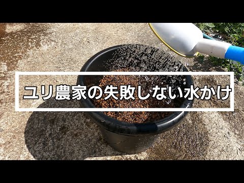 オリエンタルユリ 植物