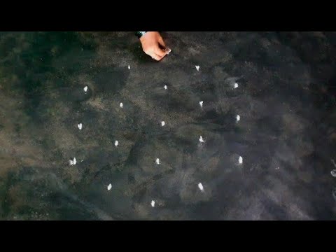 karthigai madham special star flower vilaku padi kolam/Fridaykolam/traditional kolam/srinithi kolam