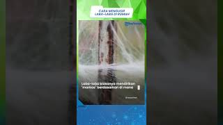 Bisa Bermanfaat bagi Kehidupan, Begini Cara Mengusir Laba-laba Tanpa Membunuhnya