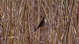 20180227ｵｵｼﾞｭﾘﾝ（大寿林）