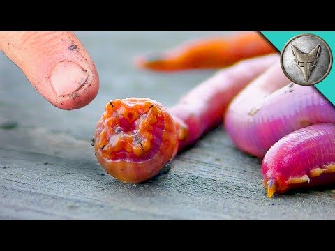 BLOODWORMS - Will They BITE?!