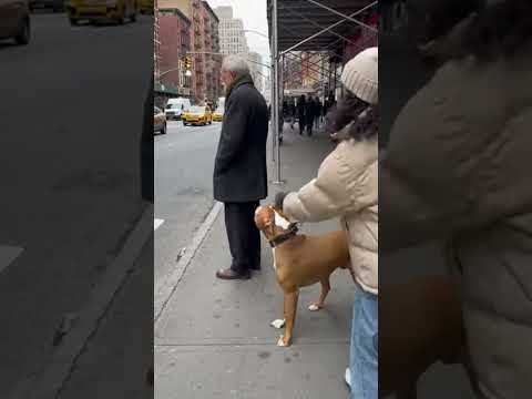 The Pitbull Recognized Him Before Anyone Else Did