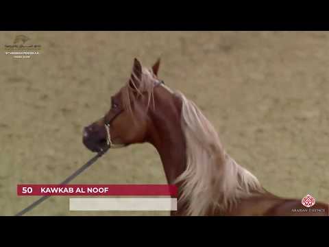 N 50 KAWKAB AL NOOF   10th Qatar International Arabian Peninsula Horse Show 2020   2 Years Old Filli