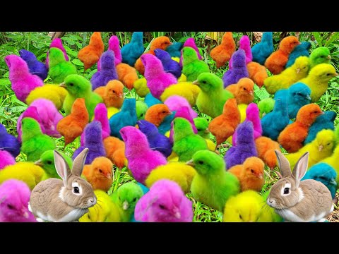 Attrapez des poules rigolotes, des poules arc-en-ciel colorées, des lapins mignons, des canards rigolos, des poissons koï...