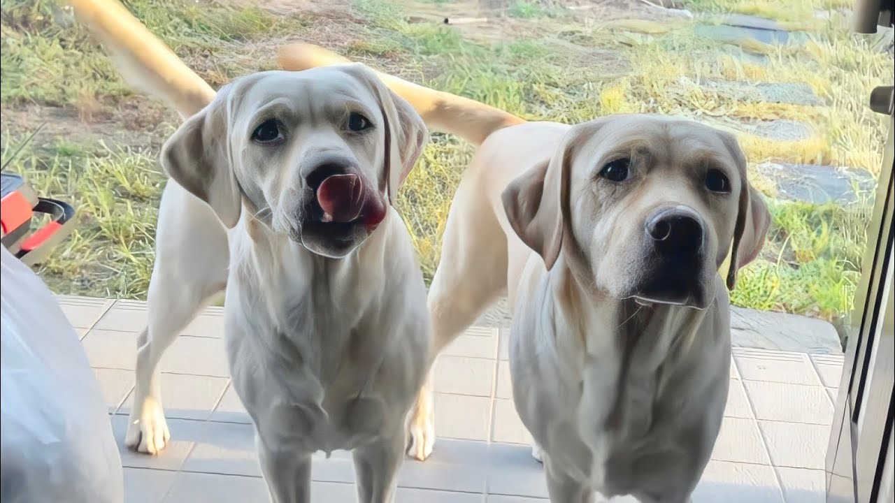 パパ、ゴン、サンの3人散歩🚶🐕🐕
