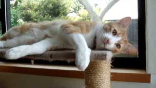 Miniature Tigers - Like or Like Like