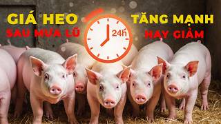 Dự đoán giá heo sau mưa lũ | Tăng mạnh hay tiếp tục giảm?