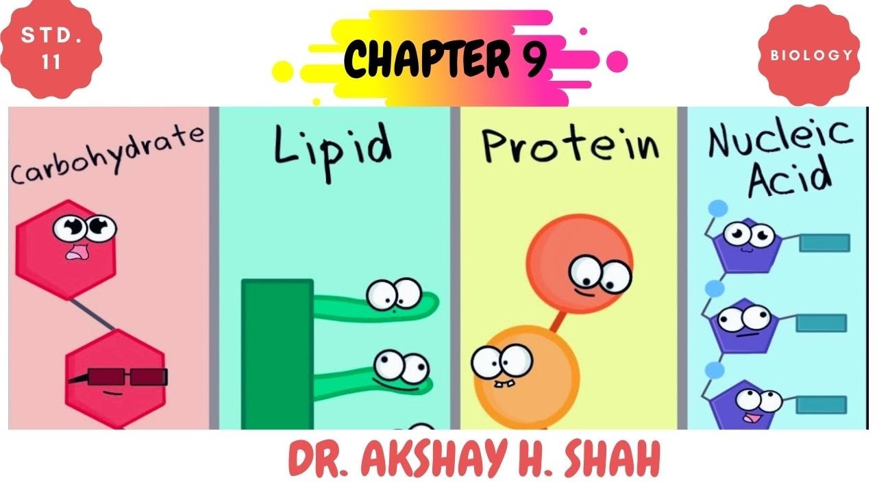 Factors affecting Enzyme activity/STD 11/BIOLOGY/CH 9: BIOMOLECULE