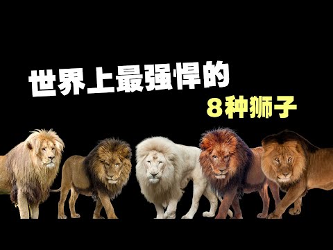 , title : '8種最強獅子排名，你以為老虎真的可以乾得過所有獅子嗎？ 【黑土日記】'