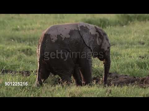 Cheetah Pan Part 12: A Dream Come True