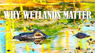 Wetlands vs Climate Change @Beckisphere