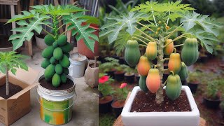 Great method of propagation papaya trees, Ready to grow your own papaya trees at home