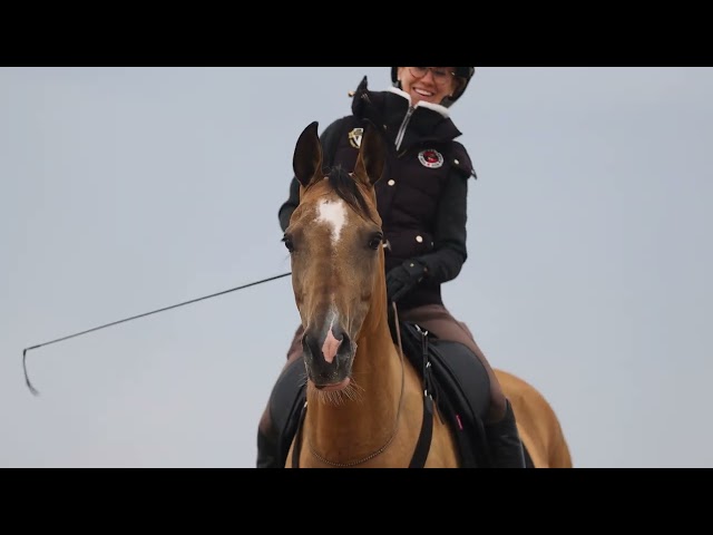 Jument akhal-teke 9 ans