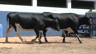 Vídeo 153 - 1ª ETAPA MEGA LIQUIDAÇÃO TOTAL AGROPECUÁRIA MARAJOARA - DIA 4 | GADO GIROLANDO E HOLANDÊS