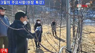 [사과재배] 전정요약ㆍ3월 주요사항