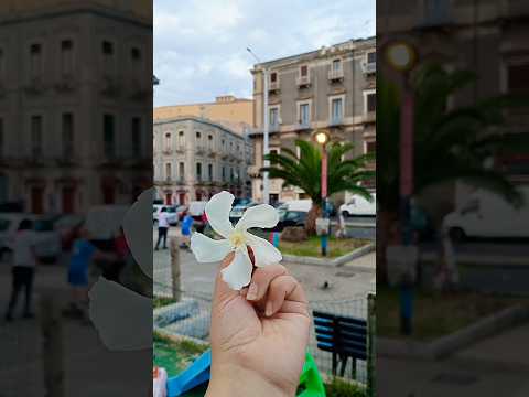 🌸❤️🌸#shortsfeed #shorts #trending #youtubeshorts #beautiful #italycatania #viral #flowers #mihika