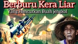 Download lagu Berburu Monyet!!! Kasihan Pak Edo Buah Jengkolnya Di Rusak Monyet Ekor Panjang mp3