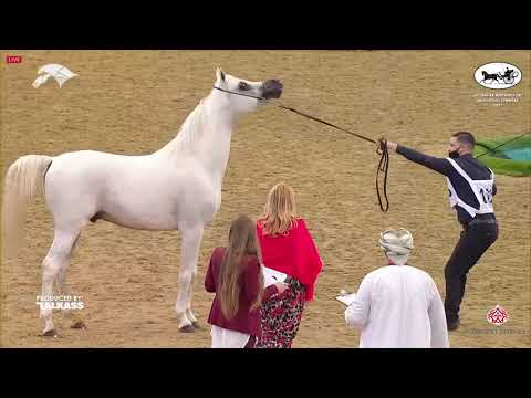 N 163 HEJAAZI AL RAYYAN   6th Qatar Nat  Arabian Peninsula HS for individual Owners   Stallions 4 6