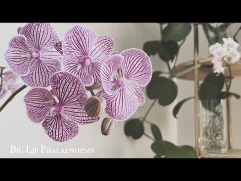 , title : '5 Special Phalaenopsis Orchids - Big Lip & Purple Veins｜Grow Orchids In Water｜ 大舌头蝴蝶兰'