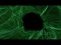 Aphex Twin - Green Calx (1080p HD)