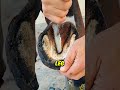 Incredible HorseShoe Cleaning