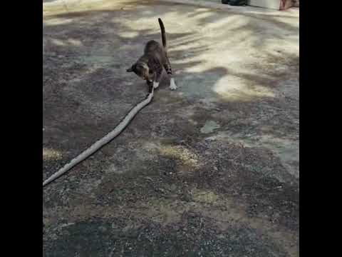 Cat vs Snake #kingcobra #cat #catvssnake
