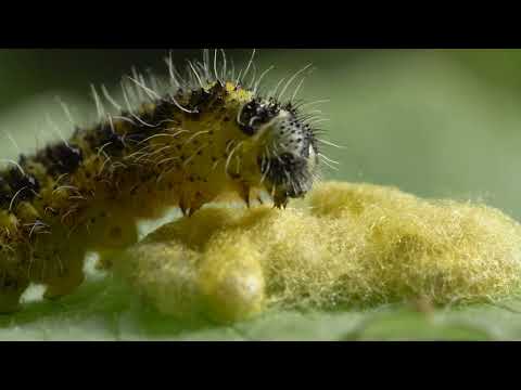 James Dunbar Wildlife Showreel