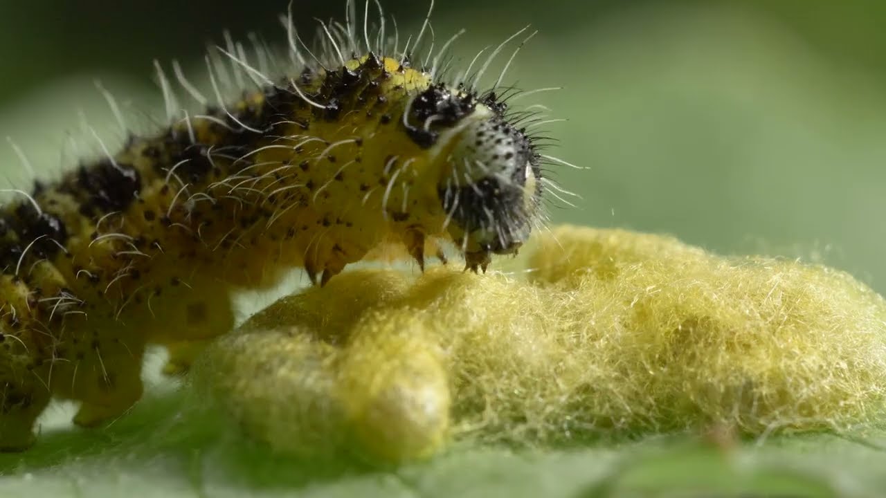 Wildlife cinematography