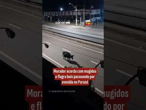 Morador acorda com mugidos e flagra bois passeando por avenida no Paraná