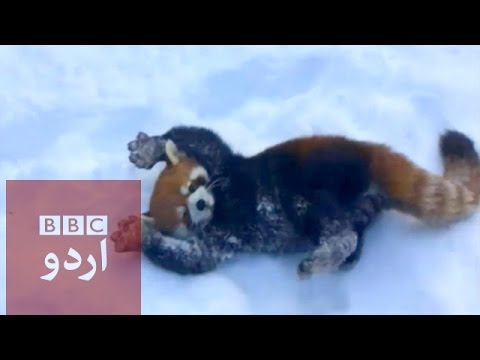 Red pandas playing in the snow in Ohio - BBC Urdu