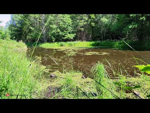 Spokojne odgłosy natury nad stawem - żaby, ptaki, biały szum