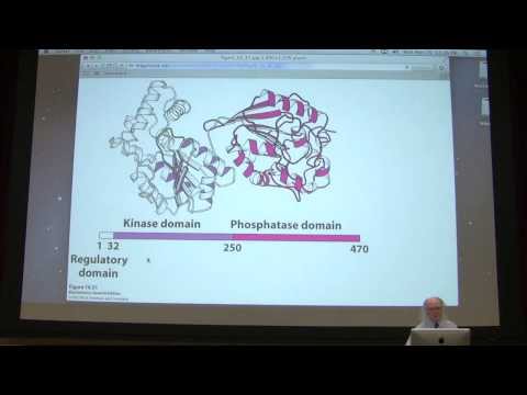 23.  Kevin Ahern's Biochemistry - Gluconeogenesis
