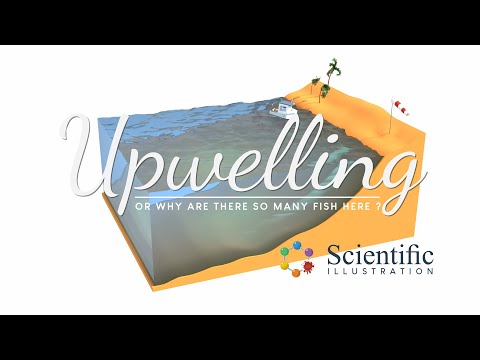⚙️ #Upwelling - Why are there so many fish here ? 🐟