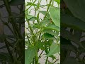 Home Gardening Mirchi Plant