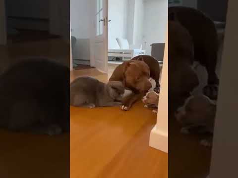 😱 THE CUB CRIED… MOM ANSWERED #baby #funny #shortviral