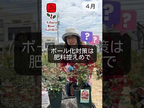 バラの茂みの根元に何を置くか