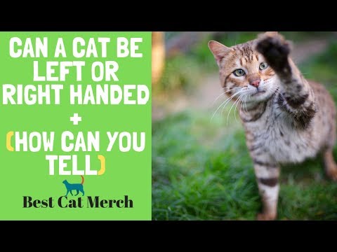 Can a Cat be Left or Right Handed + How to Know If your Cat is Right or Left Handed?