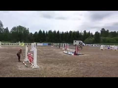 SOLD. Coupe de Coeur / Calido - Carry Gold 7y (2010) first 1,40