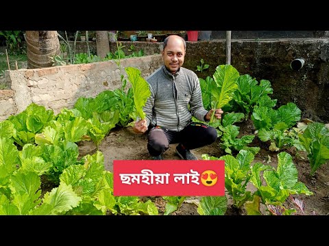 lai hak lai hakor kheti লাই শাক লাই শাকৰ খেতি