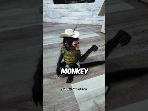 Top 3 Monkey Breeds to Have as Pets! 🙈